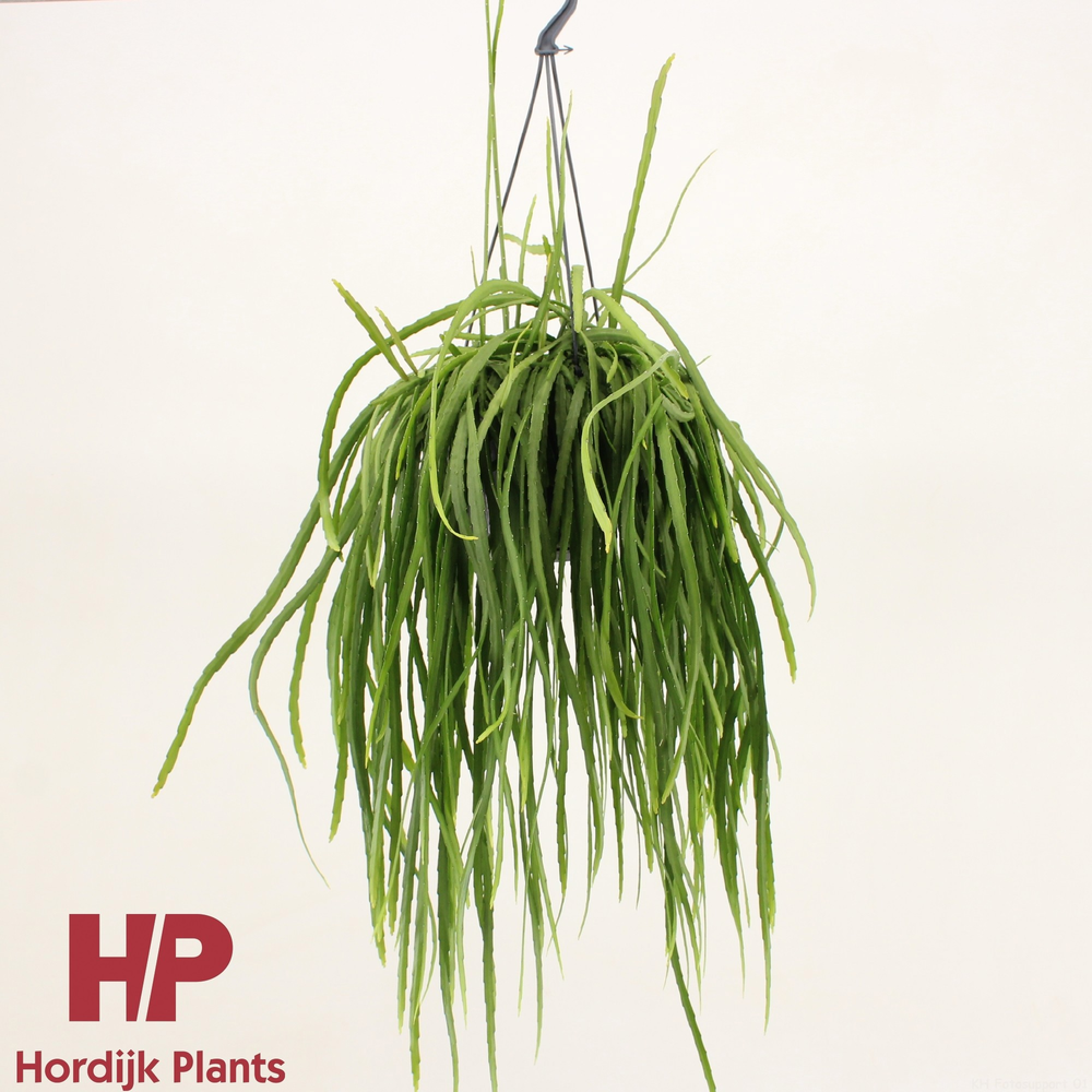 Lepismium bolivianum.