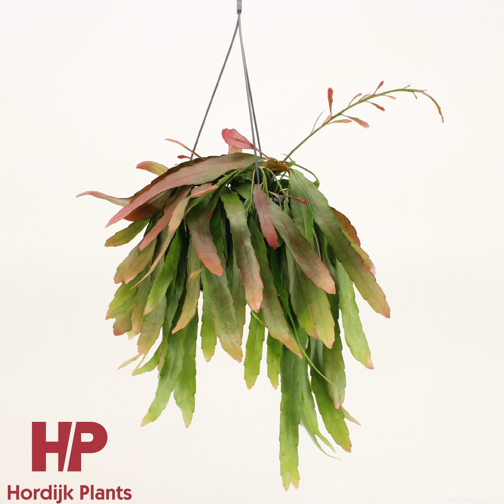 Pseudorhipsalis ramulosa 'Red Coral'.