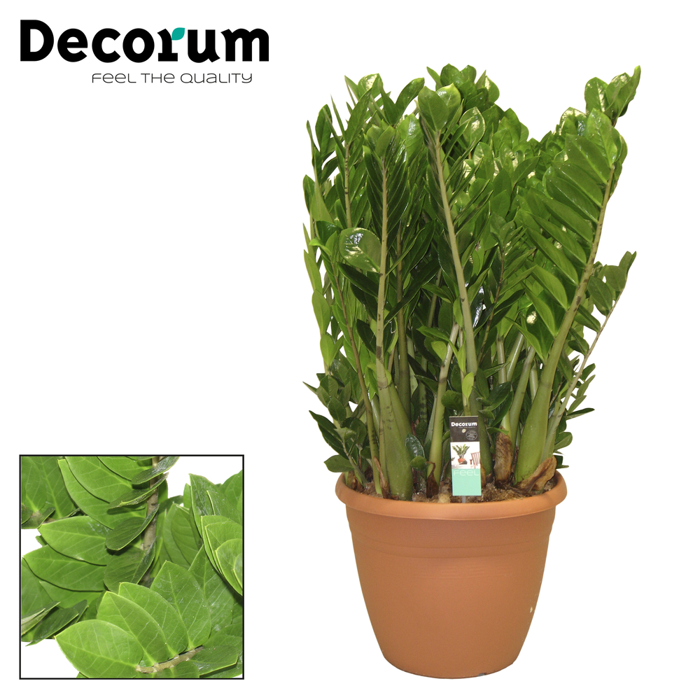 Zamioculcas 37 cm (Decorum).