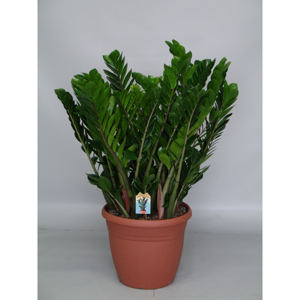 Zamioculcas 37 cm.