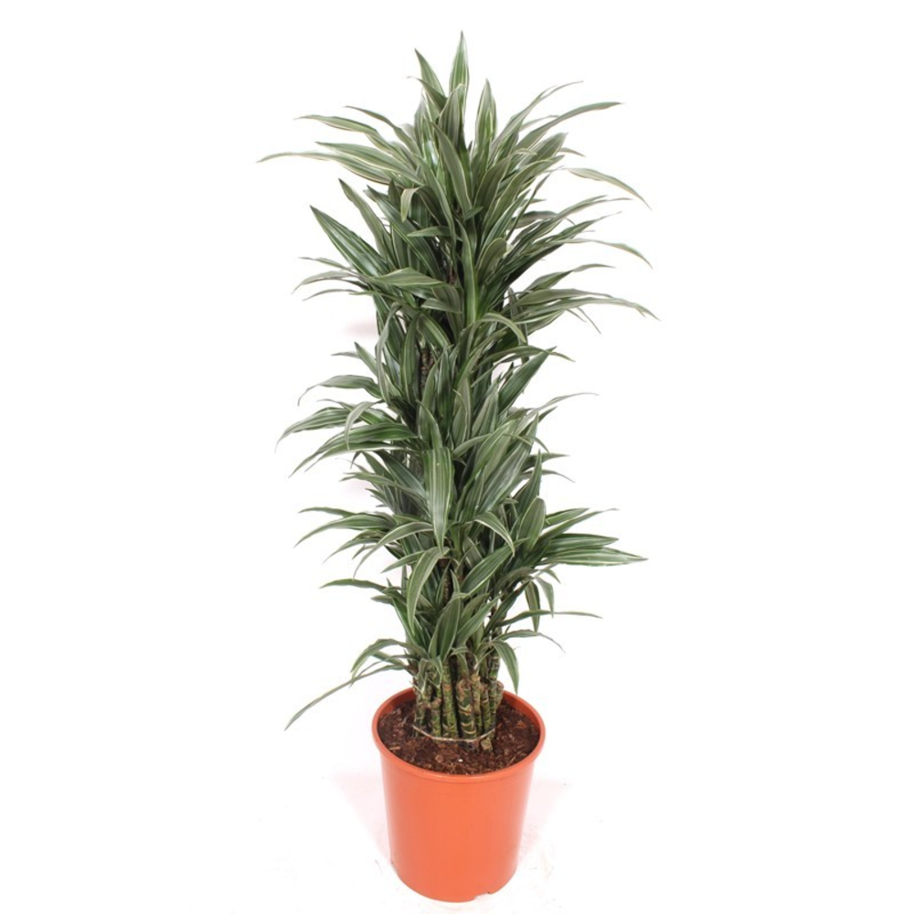 Dracaena Warneckei.