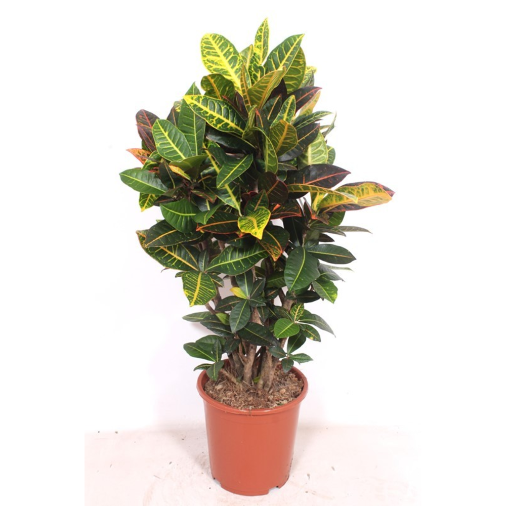 Codiaeum Petra (Croton Petra).