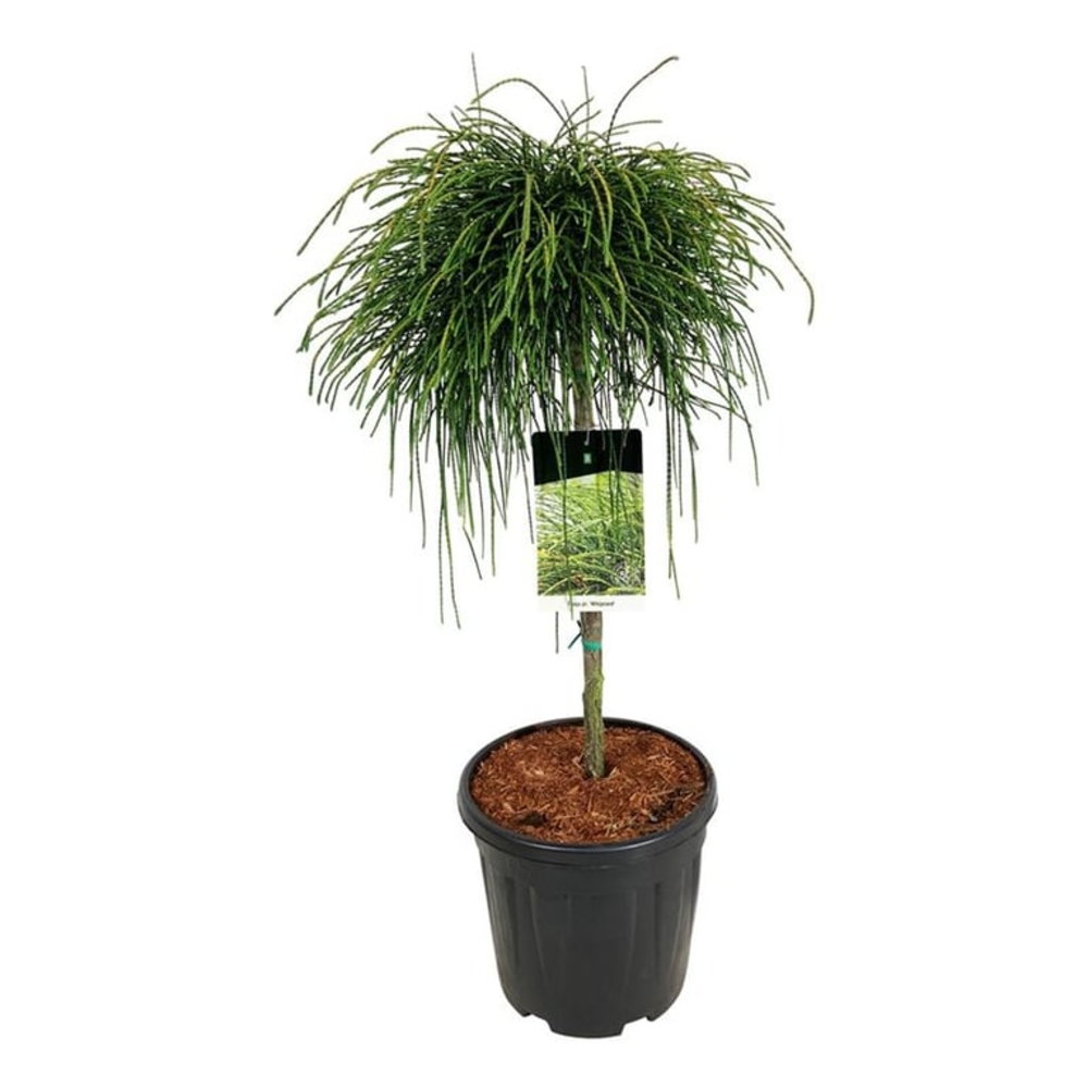 Thuja pl. 'Whipcord'.