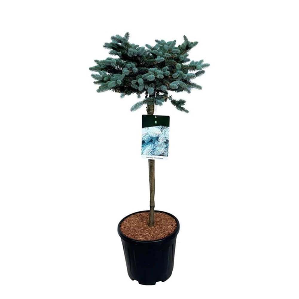 Picea pung. 'Glauca Globosa'.