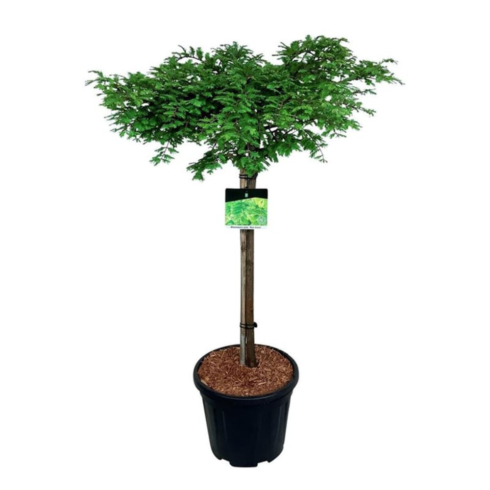 Metasequoia glyp. 'Miss Grace'.