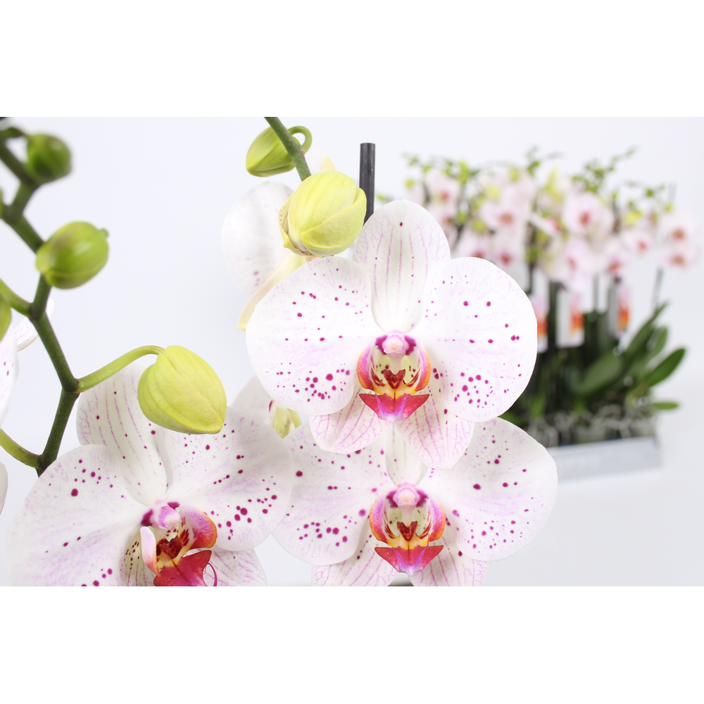 Strelitzia nicolaii.