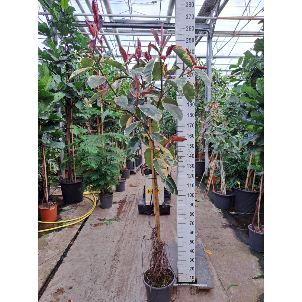 Ficus Elastica Belize vertakte stam 250.