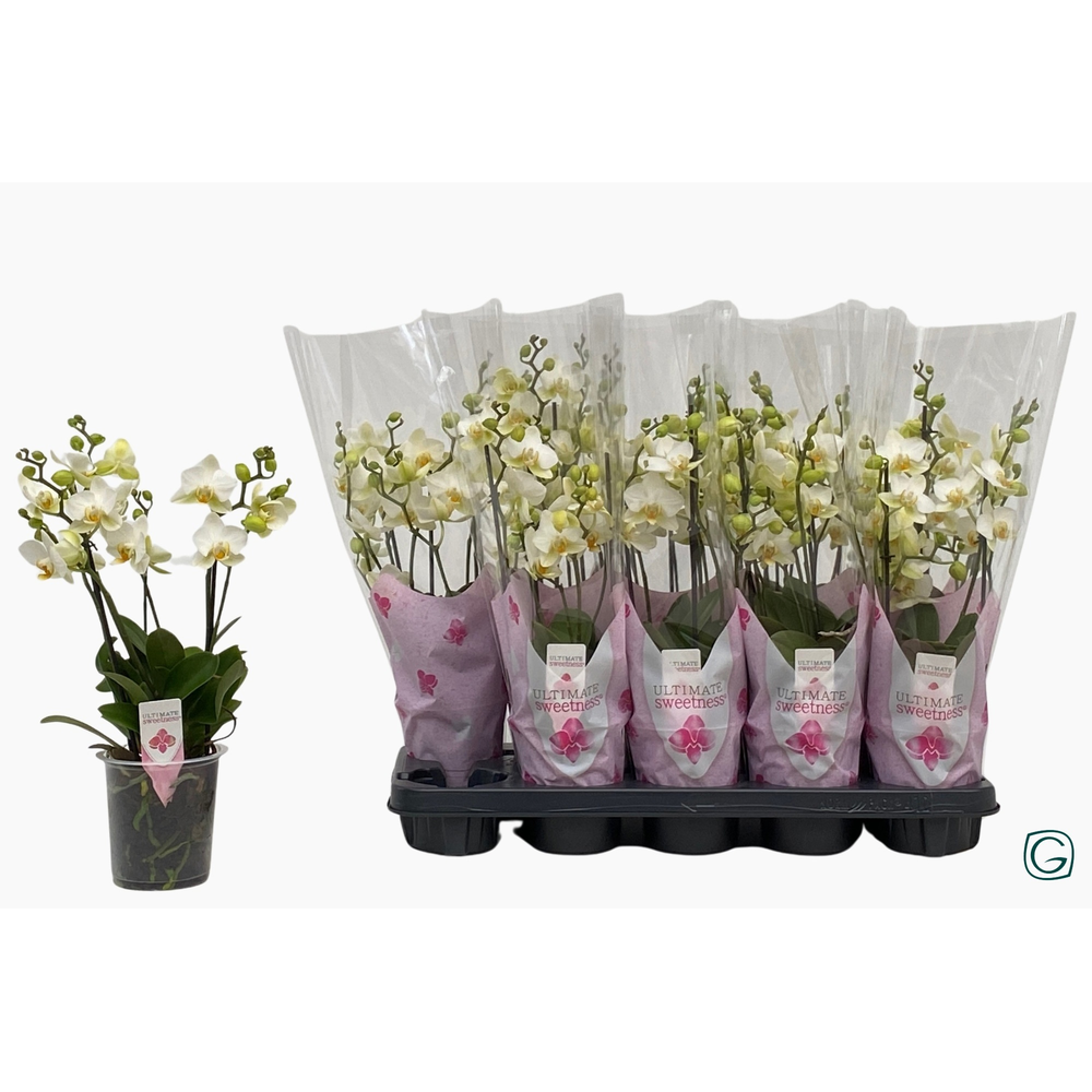 Multiflora 3tk Lausanne.