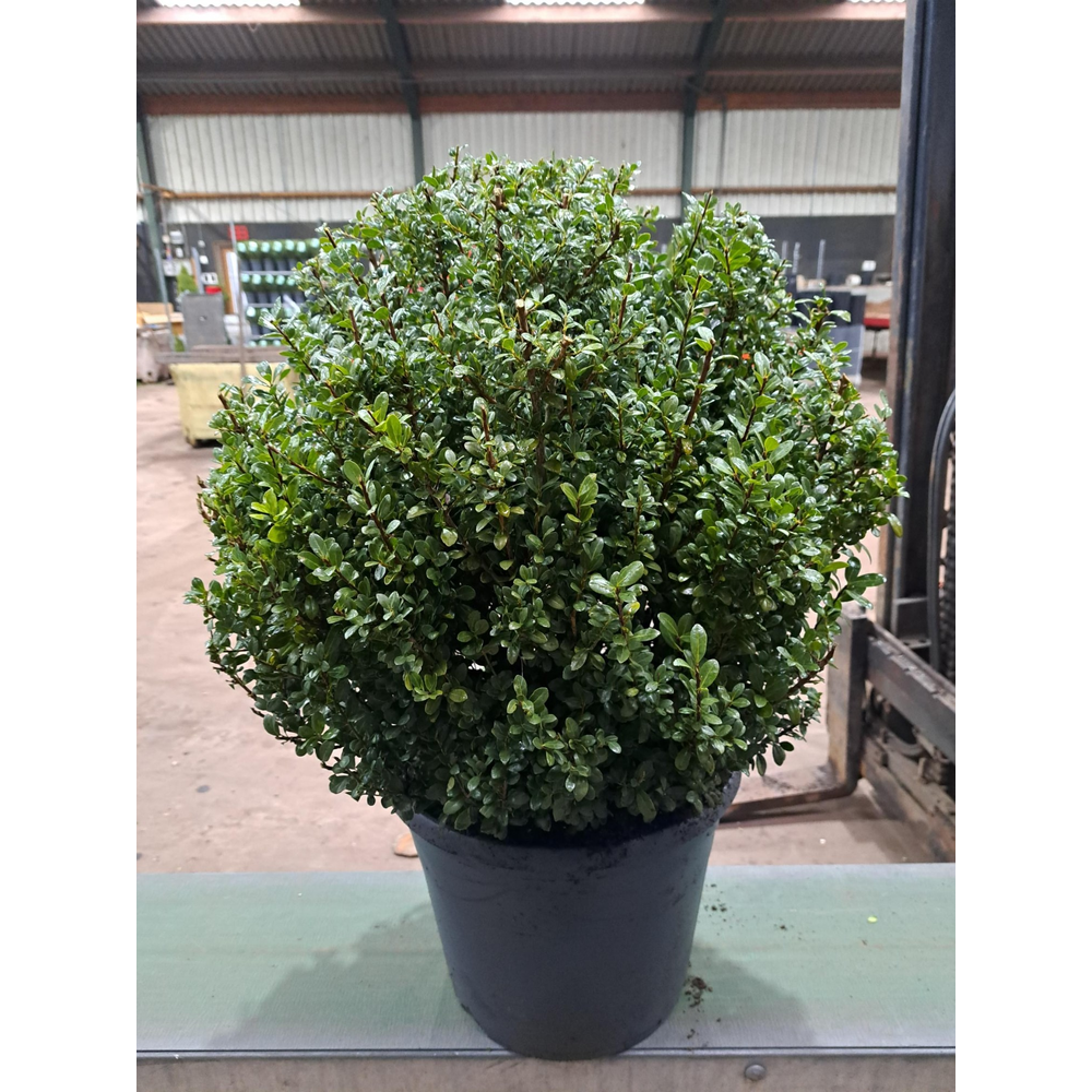 Ilex crenata 'Caroline Upright' bol.