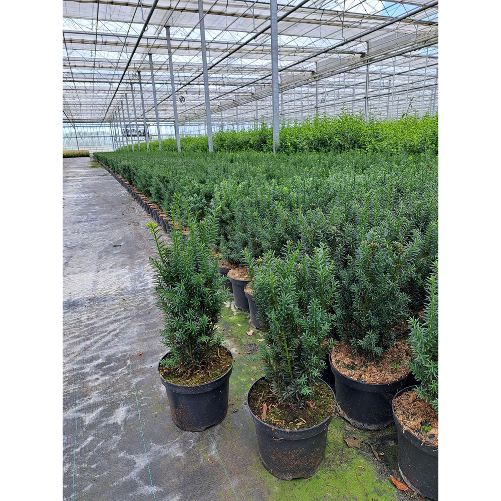 Taxus media 'Hillii'.