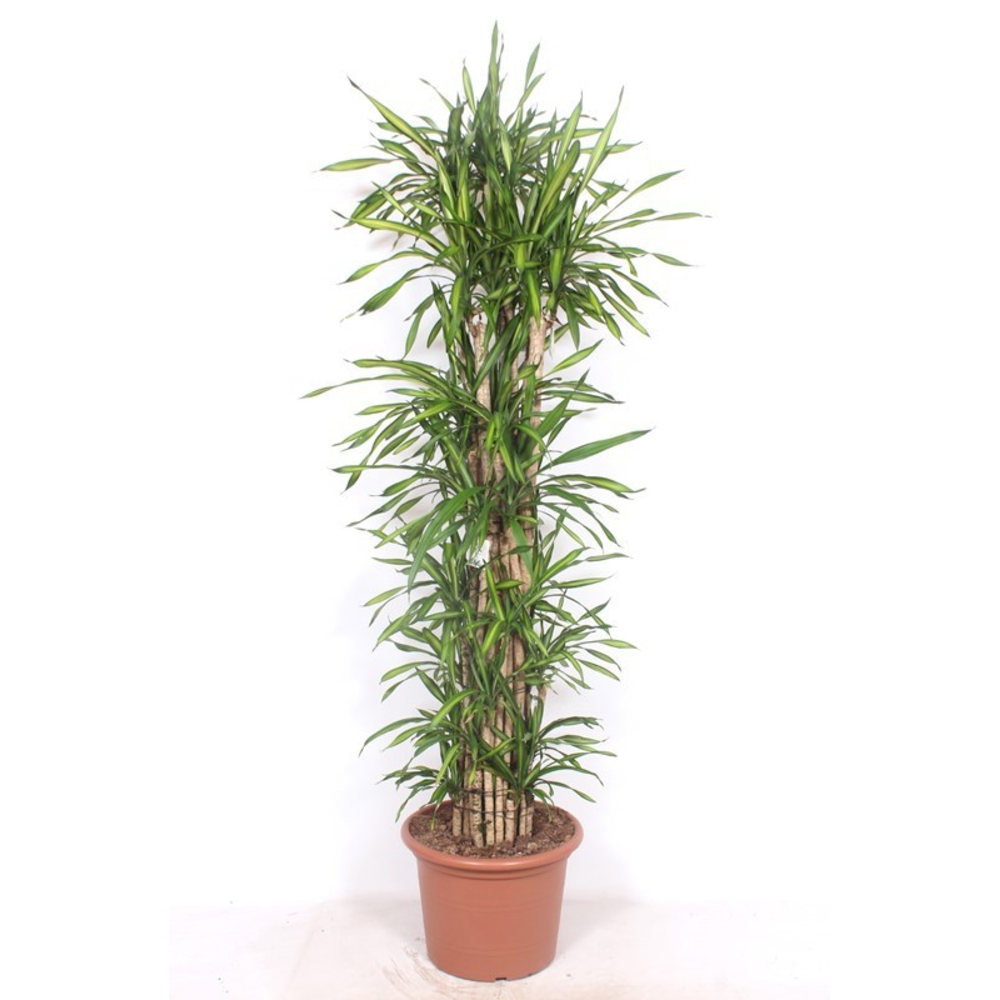 Dracaena Riki.