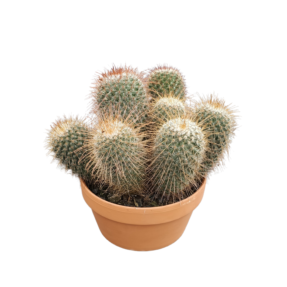 Mammillaria magnifica 20 cm.
