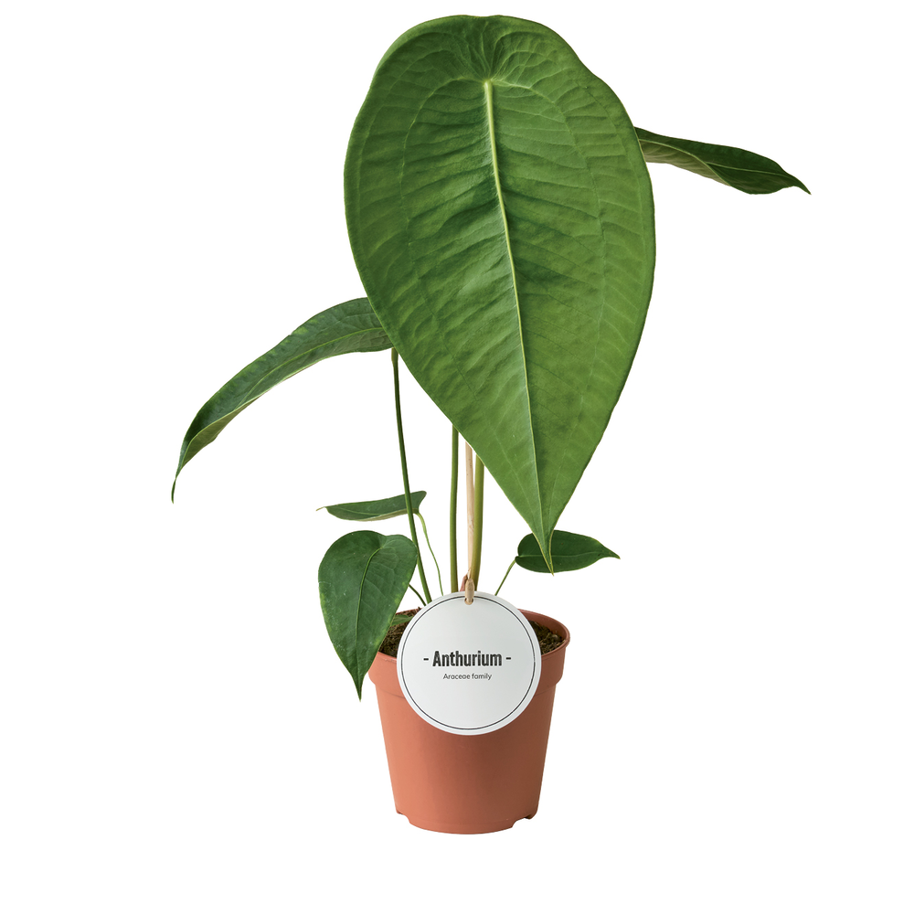 Anthurium Peltigerum.