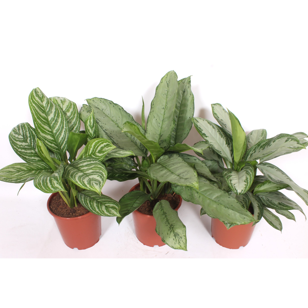 Aglaonema mix.