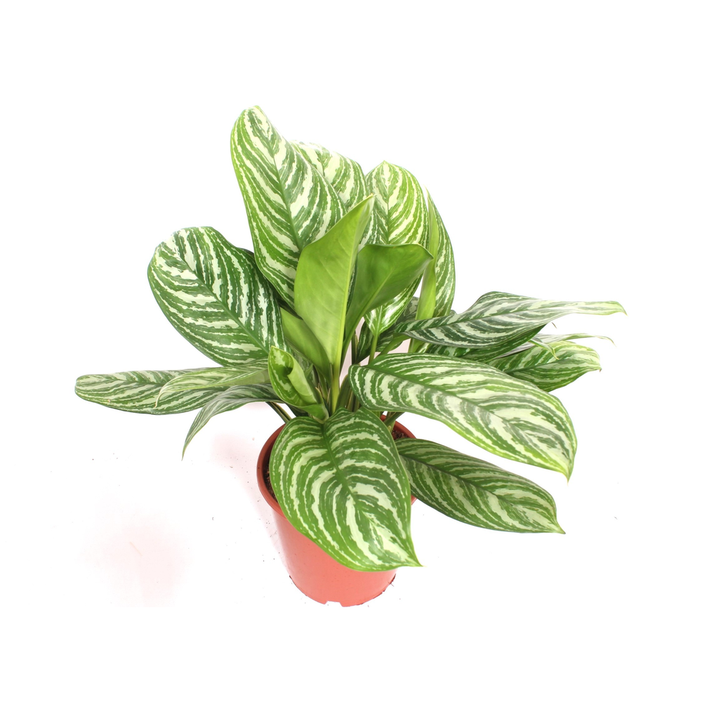Aglaonema Stripes.