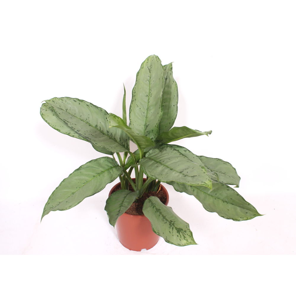 Aglaonema Freedman.