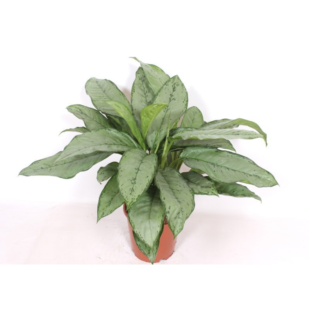 Aglaonema Freedman.