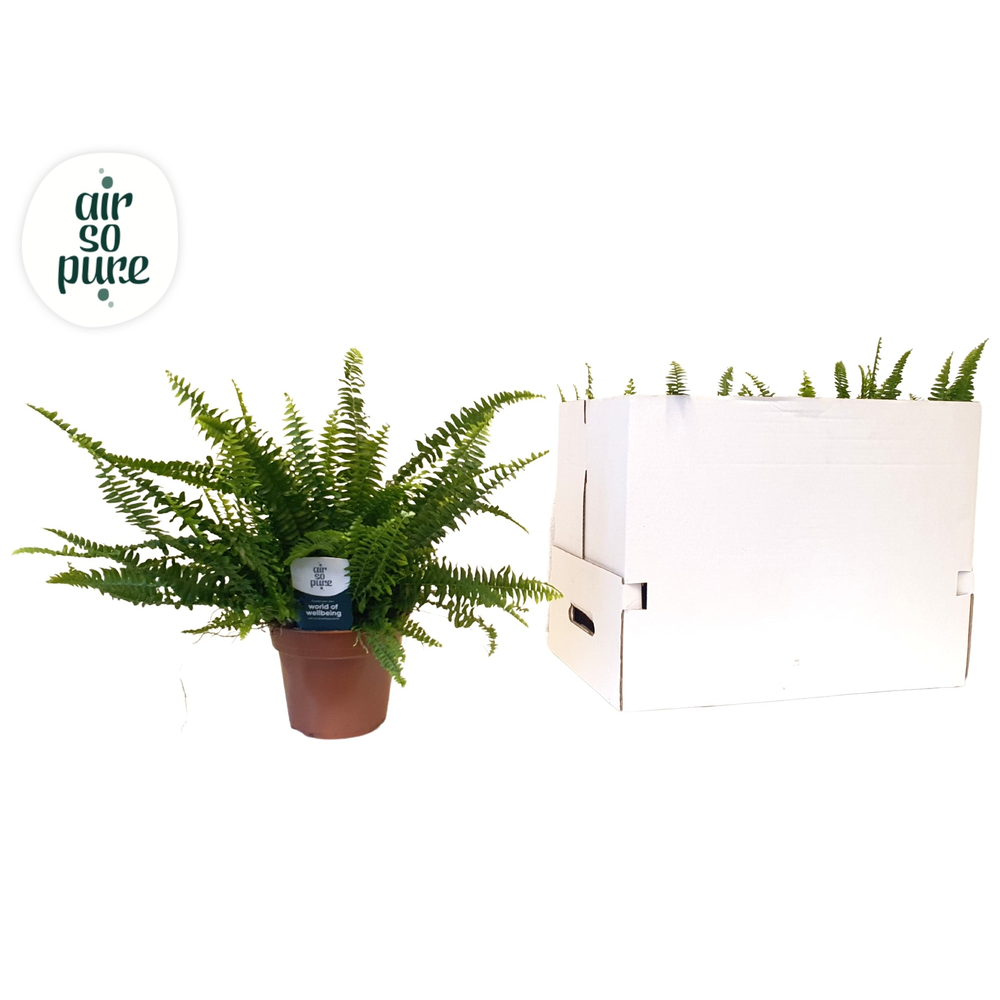 Nephrolepis Green Lady.