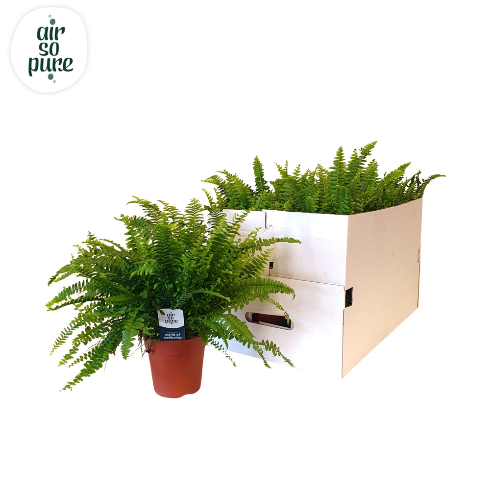 Nephrolepis Green Lady ECO.