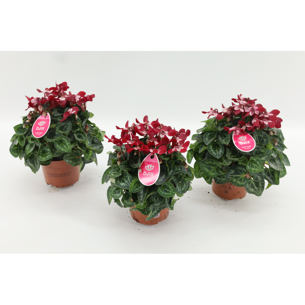 Cyclaam Djix Dark Red 13cm.