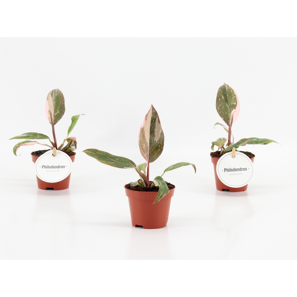 Philodendron Pink Princess.
