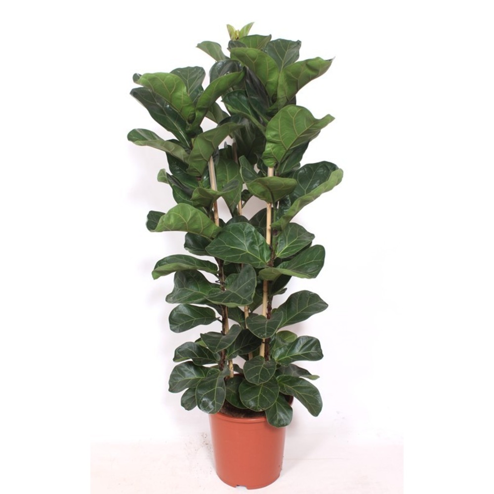 Ficus lyrata bambino 3 per pot.