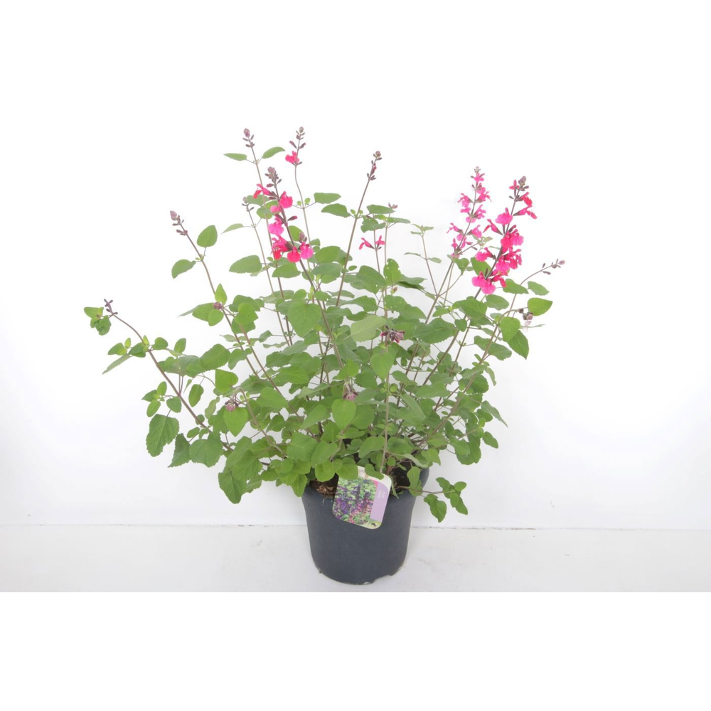Salvia microphylla Pink Pong.