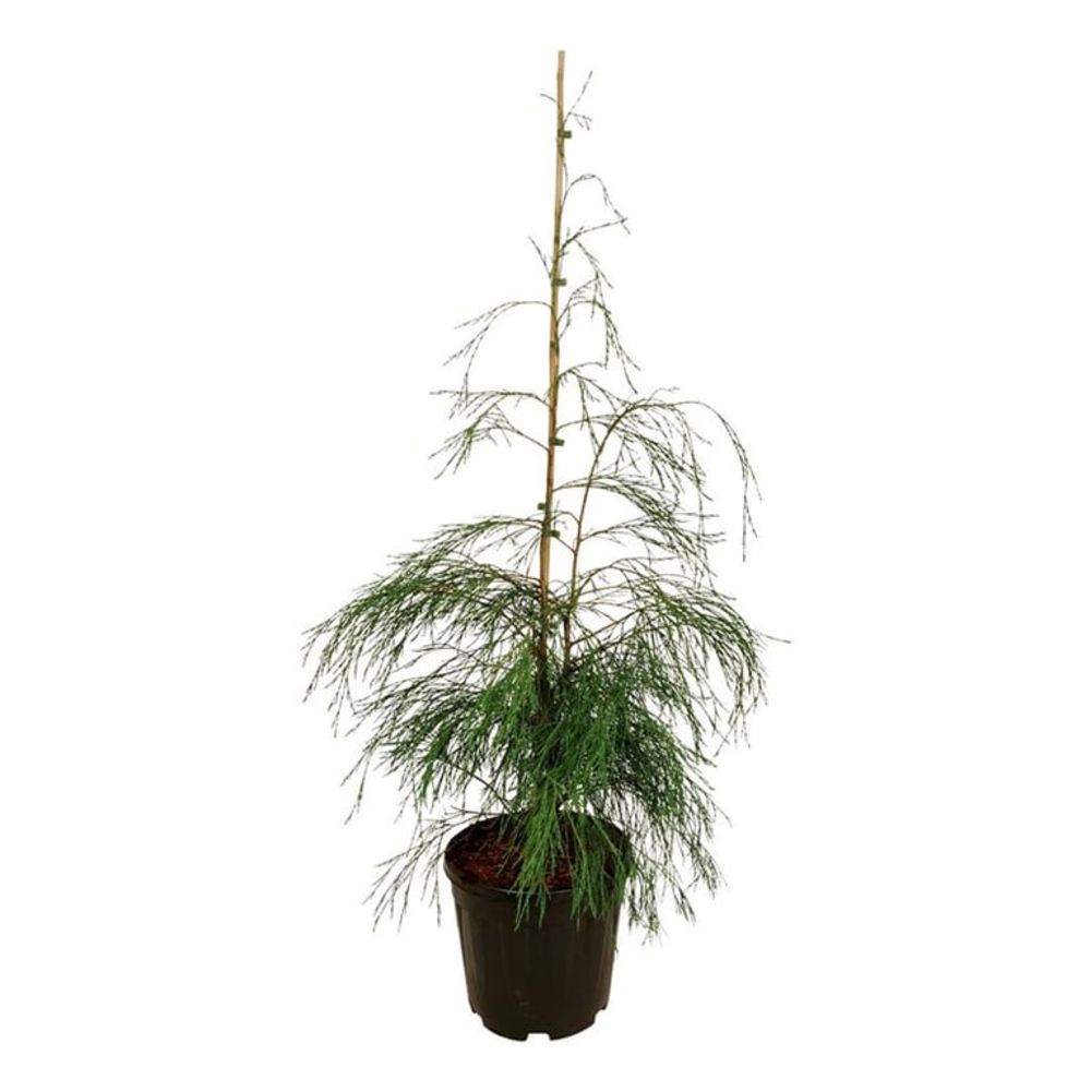 Chamaecyparis l. 'Drooping Solo'.