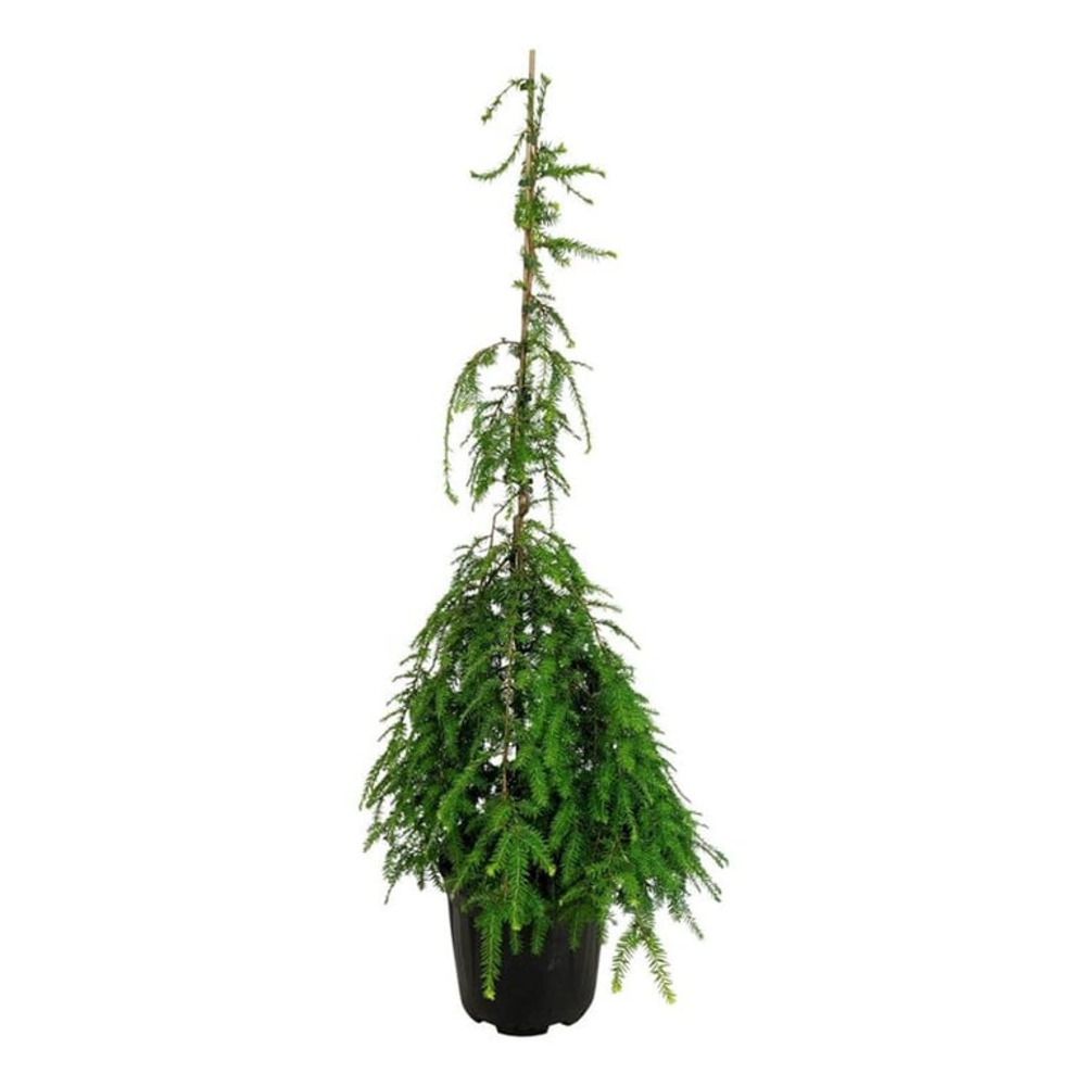 Tsuga can. 'Pendula'.