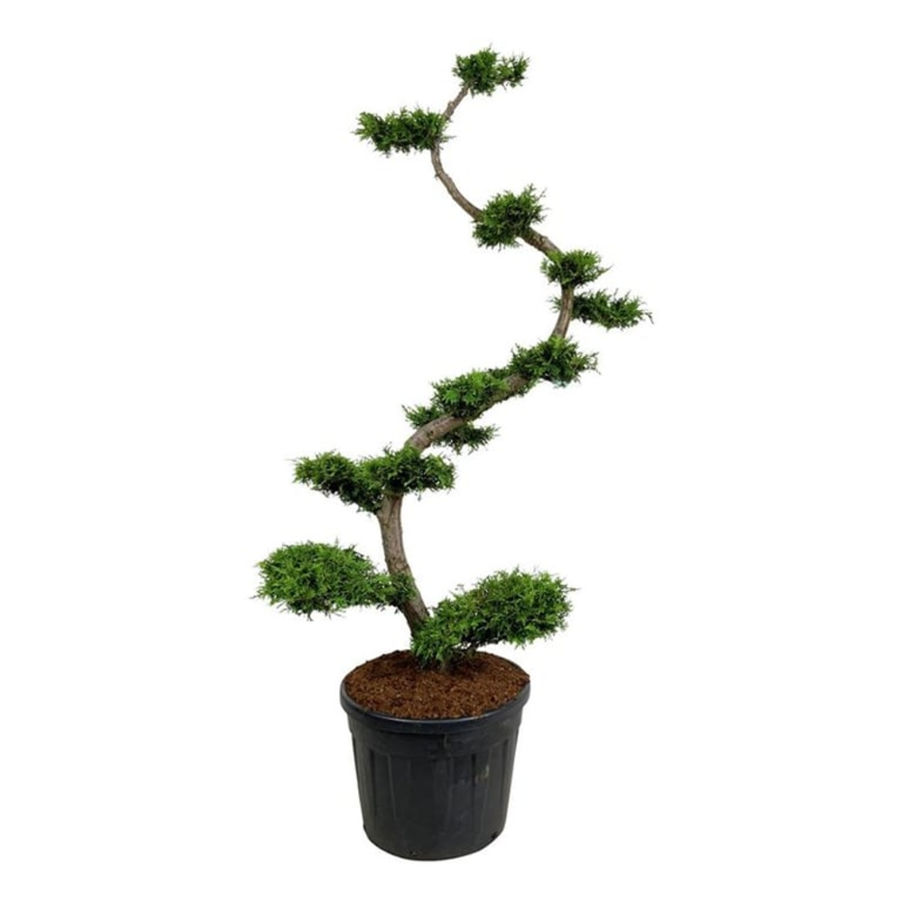 Thuja occ. 'Brabant'.