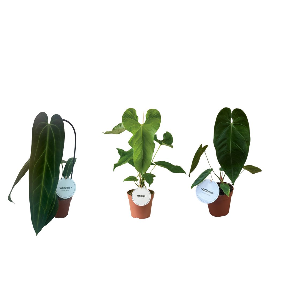 Anthurium Mix Hoog.