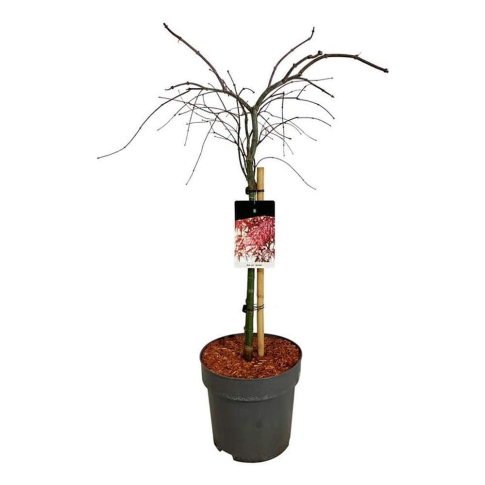 Acer pal. 'Garnet'.