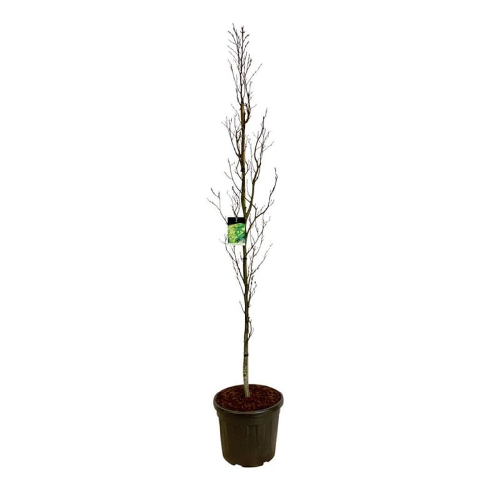 Fagus syl. 'Dawyck Gold'.