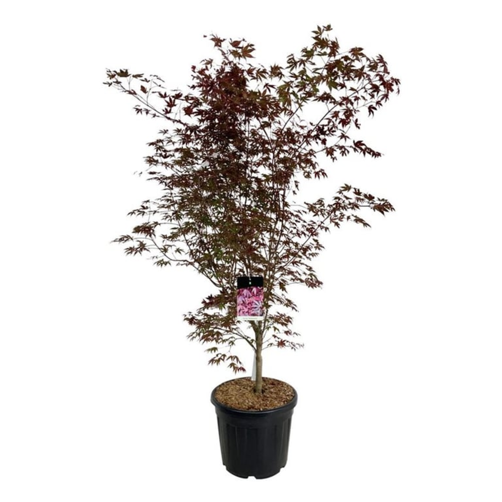 Acer pal. 'Atropurpureum'.