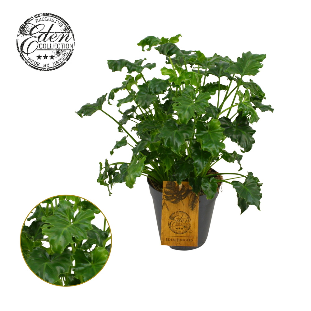 Philodendron Atlantis 15cm.