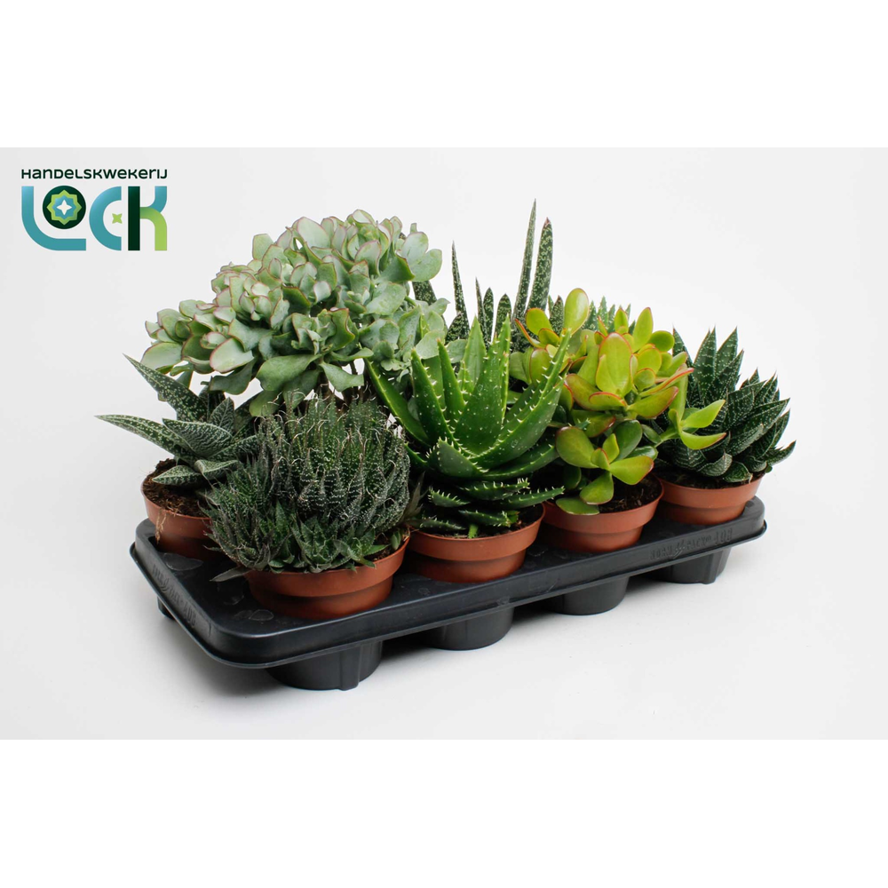 Sukkulenten-Mischung.