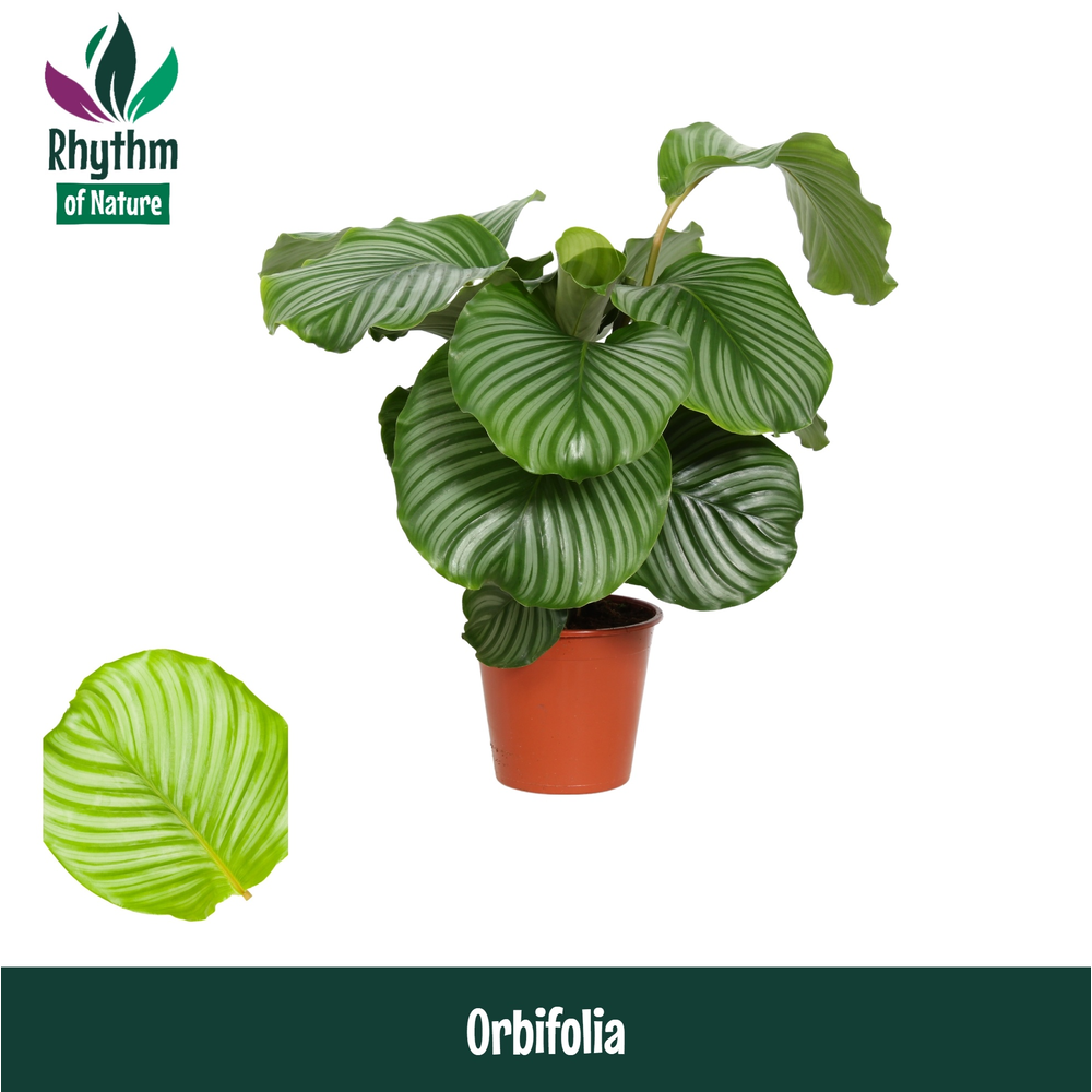Calathea 19cm Orbifolia Rhythm of Nature.