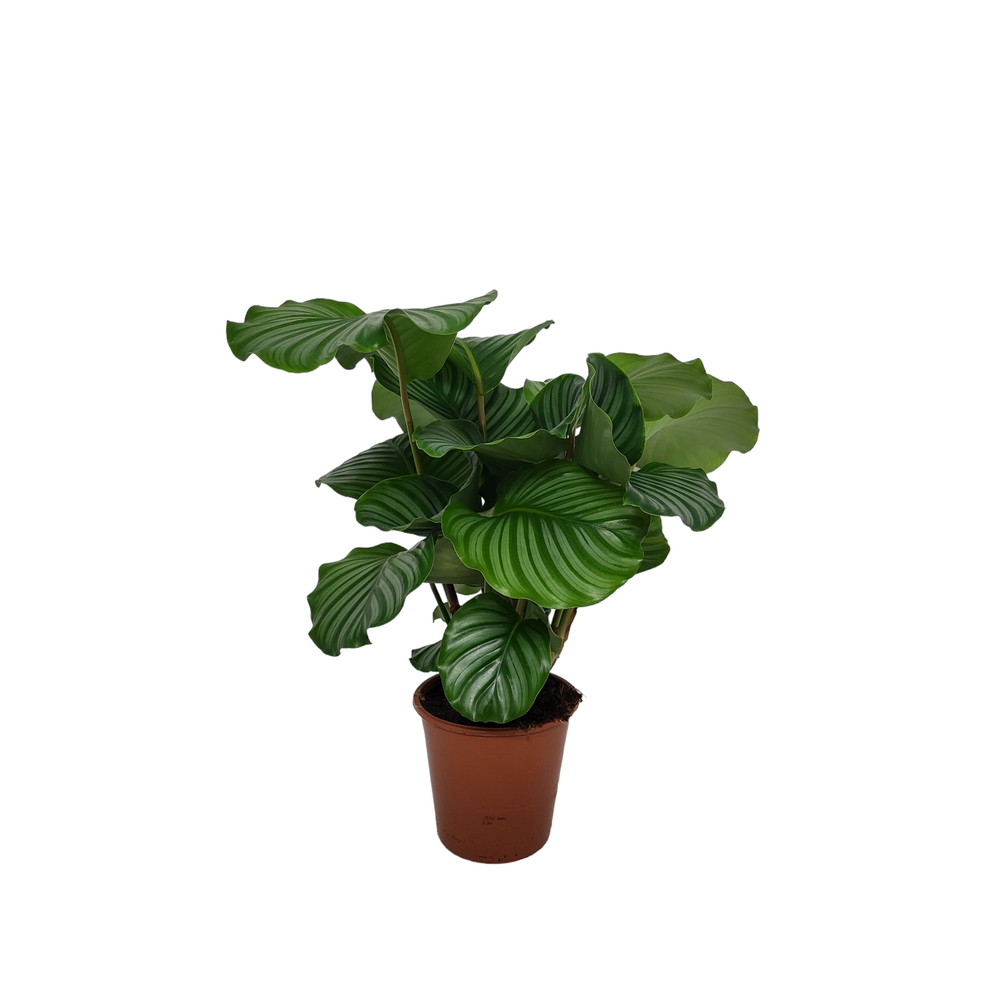 Calathea 19cm Orbifolia Living.