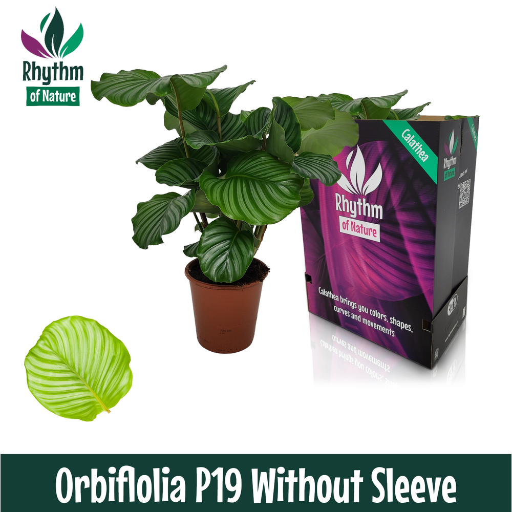Calathea 19cm Orbifolia Rhythm of Nature zonder ho.