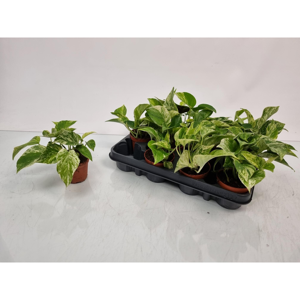 Epipremnum Pinnatum 'marble Queen'.