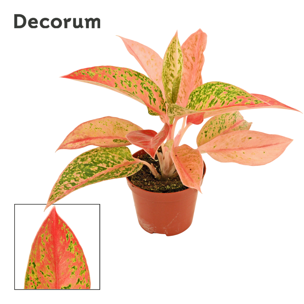 Aglaonema Prestige 9 cm (Decorum).