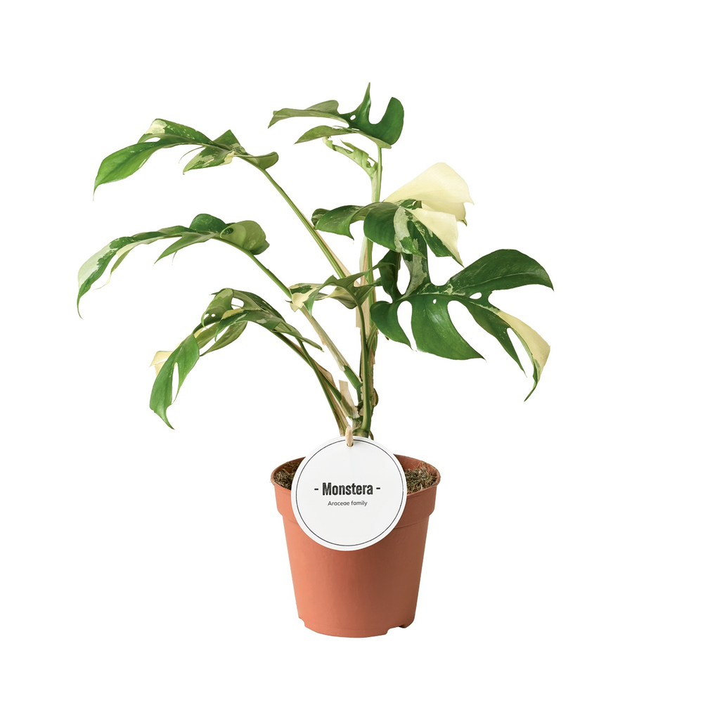 Monstera Minima Variegata.