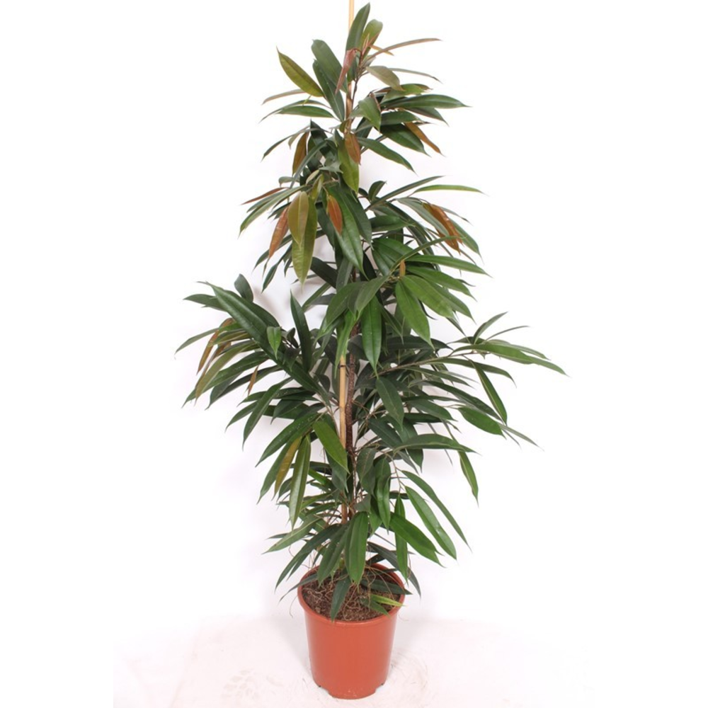Ficus Amstel King.