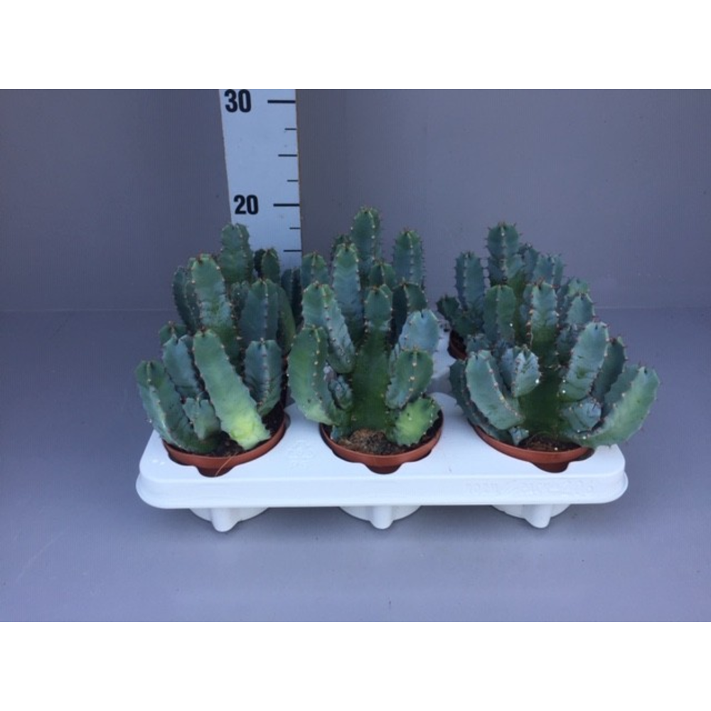 Euphorbia resinifera.