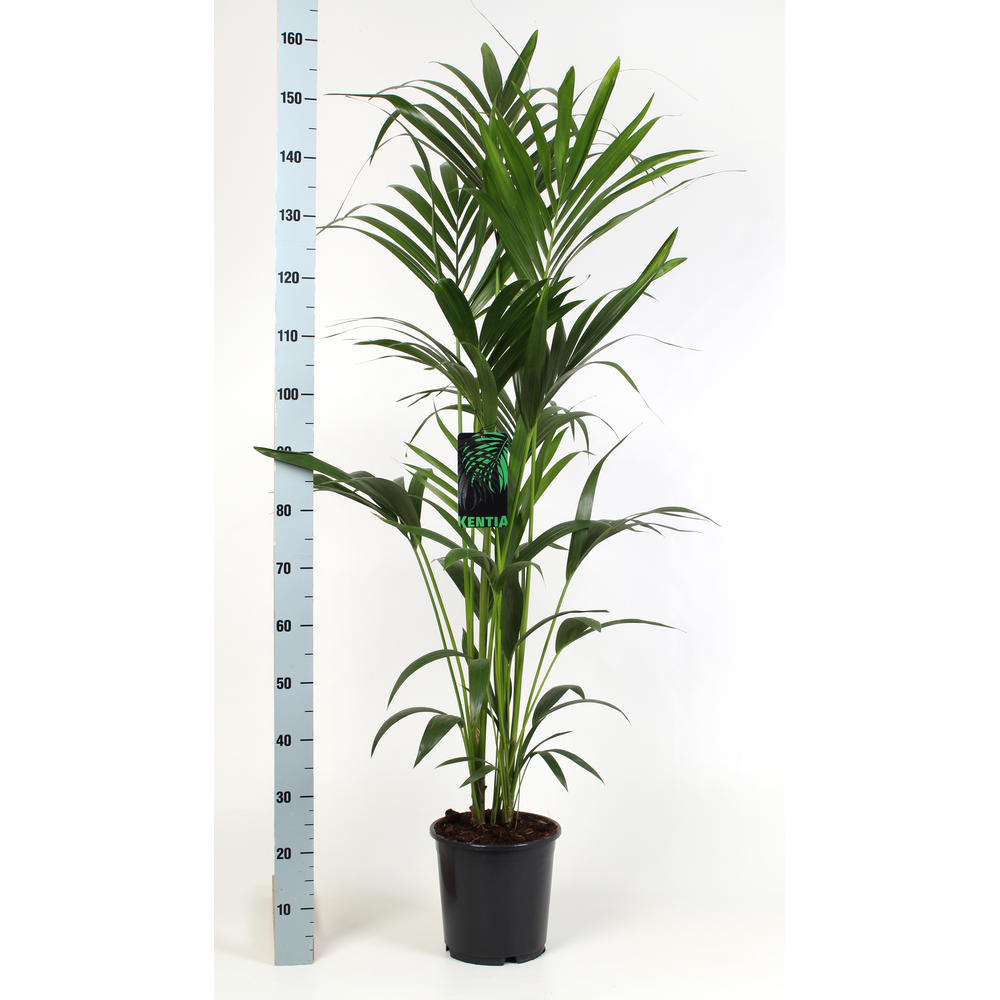 Kentia-Howea Forsteriana 24 cm 120 cm hoog.
