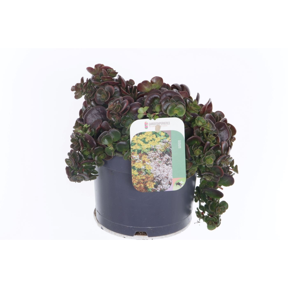 Sedum makinoi.