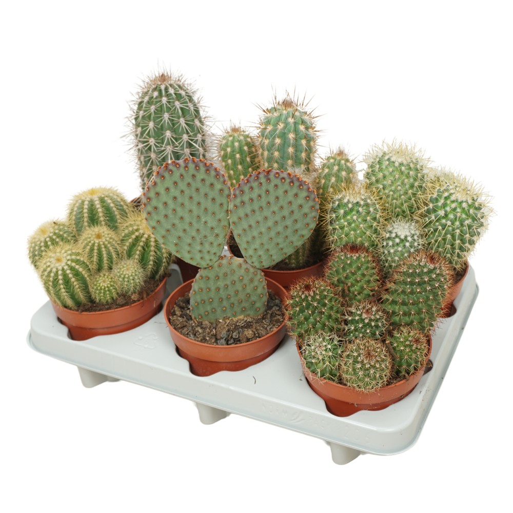 Cactus mix 12 cm in 206 fust.
