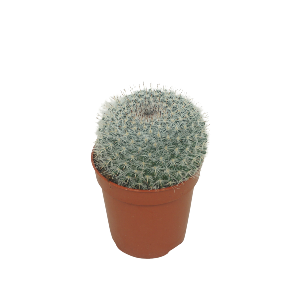 Mammillaria hahniana 5,5 cm.