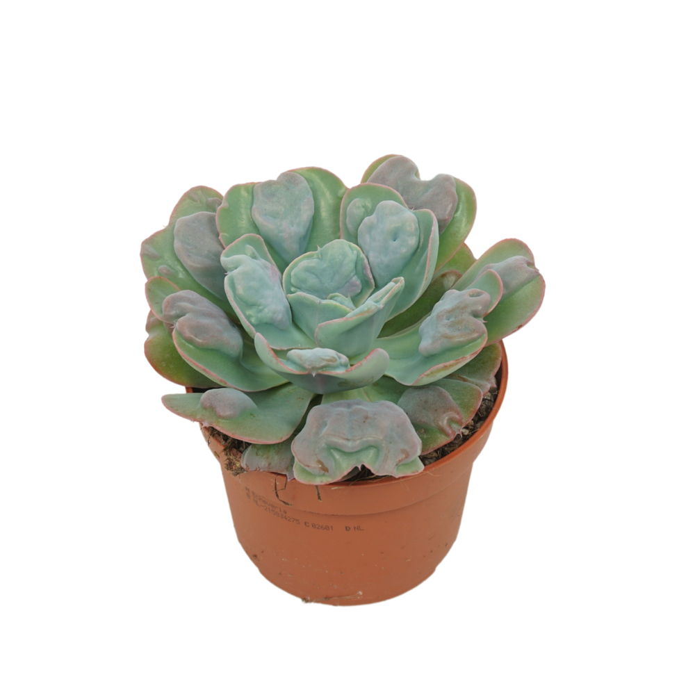Echeveria blue heart 10,5 cm.