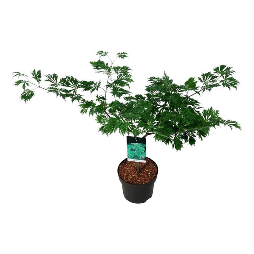 Acer japonicum 'Aconitifolium'.